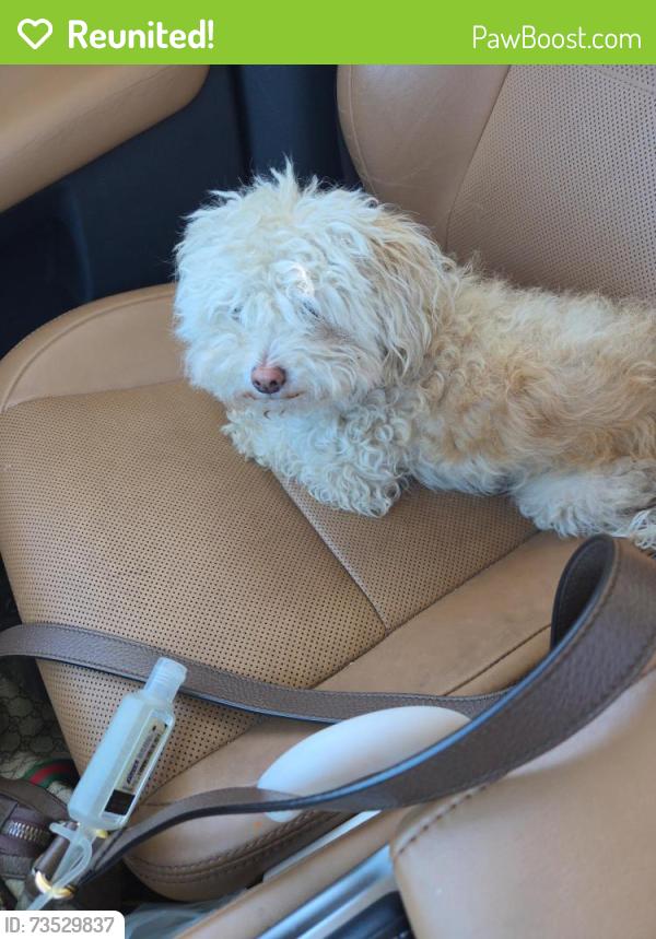 Reunited Female Dog last seen Lafayette or Perry, Chicago, IL 60620