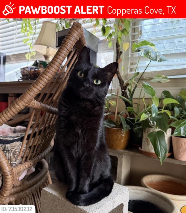 Lost Female Cat last seen Pecan Cove Dr, Copperas Cove, TX 76522