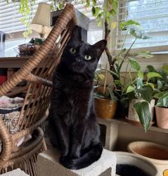 Lost Female Cat last seen Pecan Cove Dr, Copperas Cove, TX 76522