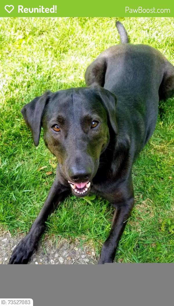 Reunited Female Dog last seen Manchester Road, St. Louis, MO 63119