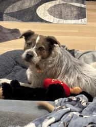 Lost Male Dog last seen Kansas & 137th Street, Bonner Springs, KS 66012