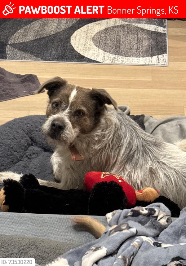 Lost Male Dog last seen Kansas & 137th Street, Bonner Springs, KS 66012