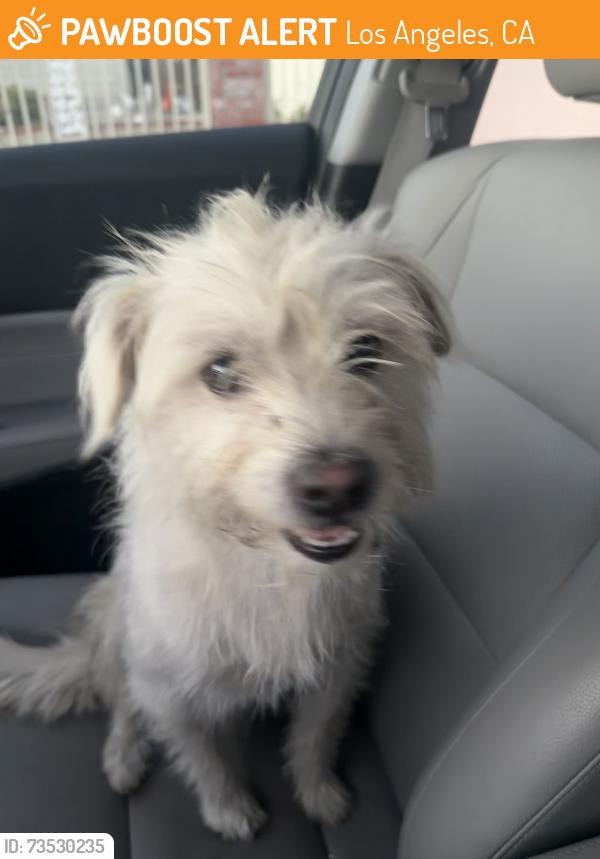 Found/Stray Male Dog last seen Normandie and 76th St, Los Angeles, CA 90047