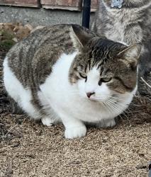 Lost Male Cat last seen Kingwood Greens, Houston, TX 77346