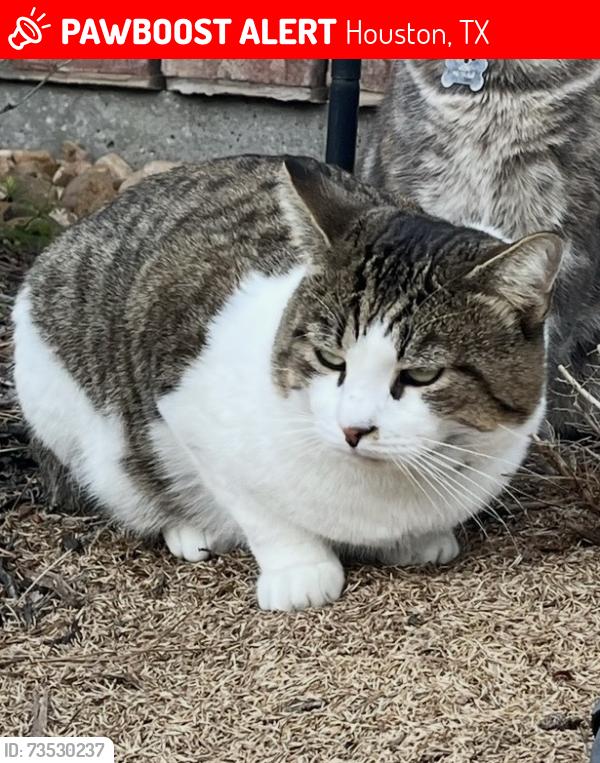 Lost Male Cat last seen Kingwood Greens, Houston, TX 77346