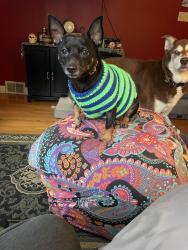 Lost Male Dog last seen 164th St SW, Edmonds, WA 98026
