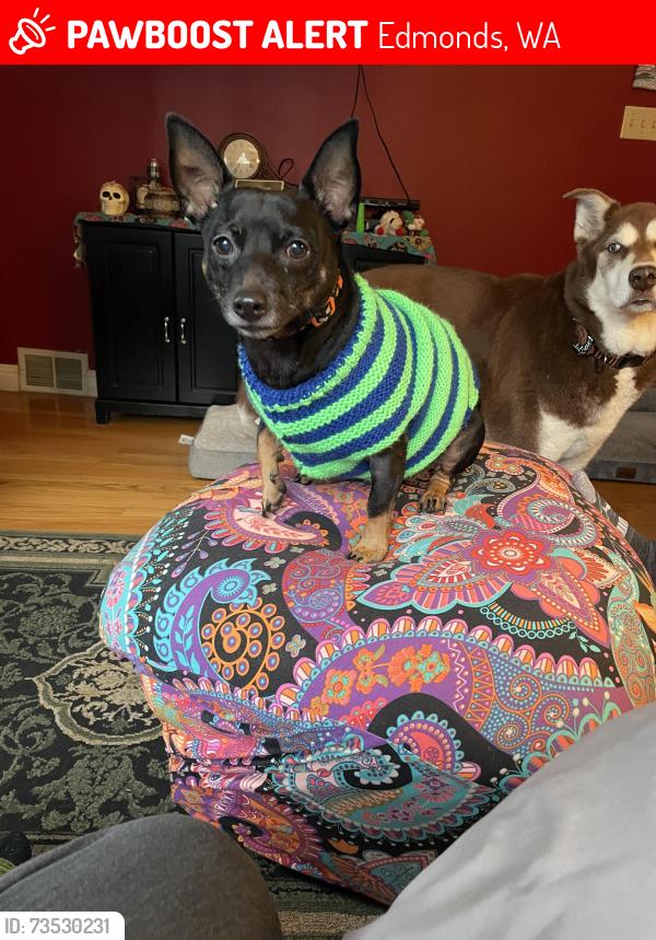 Lost Male Dog last seen 164th St SW, Edmonds, WA 98026