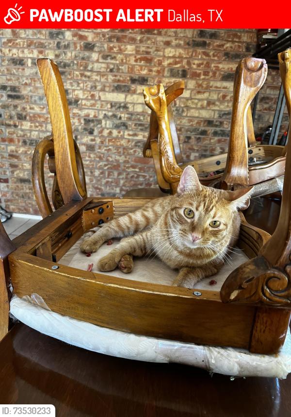 Lost Male Cat last seen Mountain Creek Parkway & West Wheatland Road, Dallas, Tx, Usa, Dallas, TX 75249