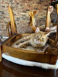Lost Male Cat last seen Mountain Creek Parkway & West Wheatland Road, Dallas, Tx, Usa, Dallas, TX 75249