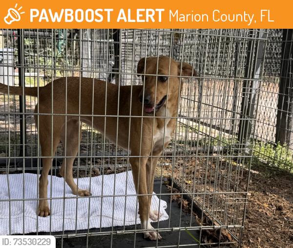 Found/Stray Female Dog last seen Hwy 329 & Hwy 225. Fairfield Fl, Marion County, FL 32686
