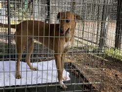 Found/Stray Female Dog last seen Hwy 329 & Hwy 225. Fairfield Fl, Marion County, FL 32686