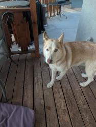 Reunited Male Dog last seen Eastridge Dr and Eastridge Pl, Albuquerque, NM 87112