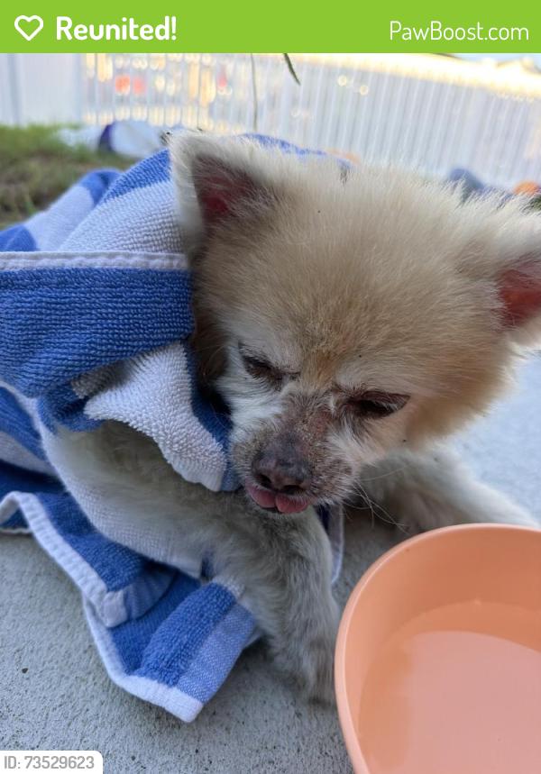 Reunited Male Dog last seen Near Bodger Ave, Hawthorne, CA 90250, USA, Hawthorne, CA 90250