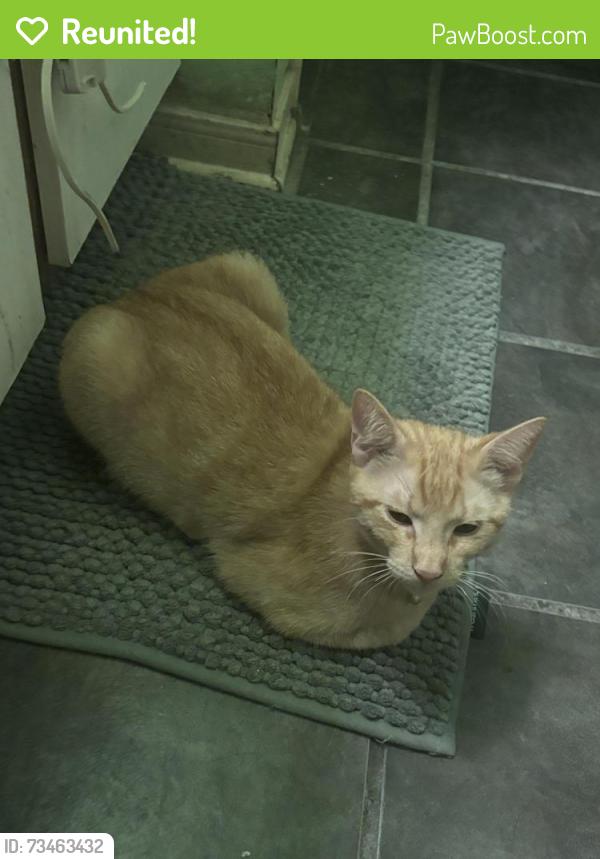 Reunited Male Cat last seen Welbeck Dr (near the park) and Peachmeadow Ln 77530, Channelview, TX 77530