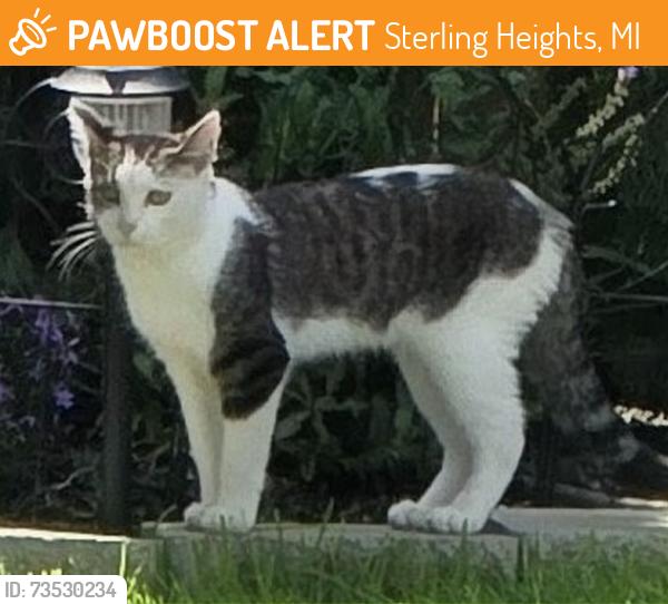 Found/Stray Unknown Cat last seen Van Dyke & 18 Mile rds, Sterling Heights, MI 48313