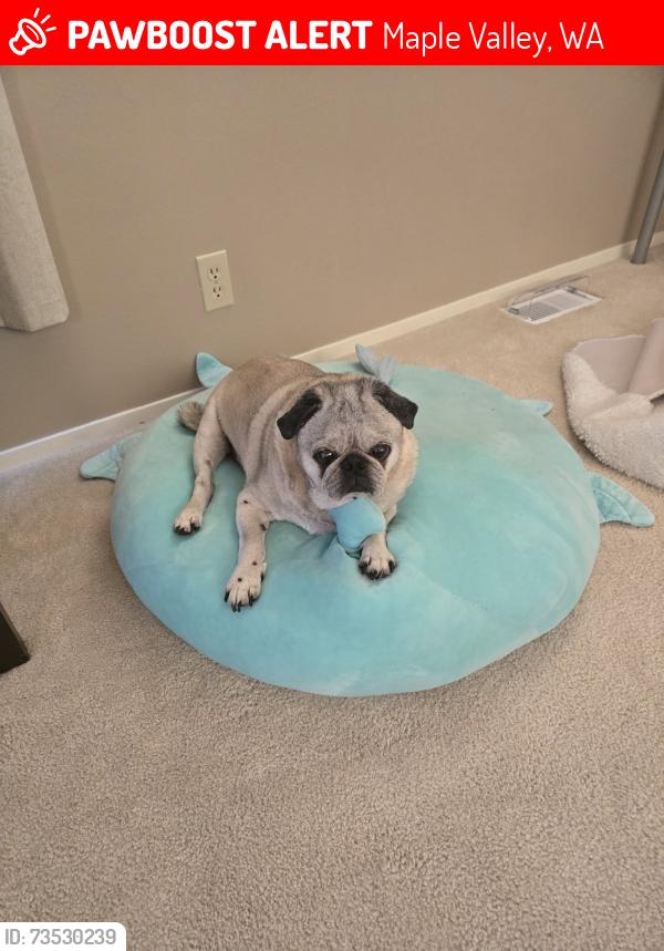 Lost Male Dog last seen Maxwell Road, Maple Valley, WA 98038