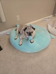 Lost Male Dog last seen Maxwell Road, Maple Valley, WA 98038
