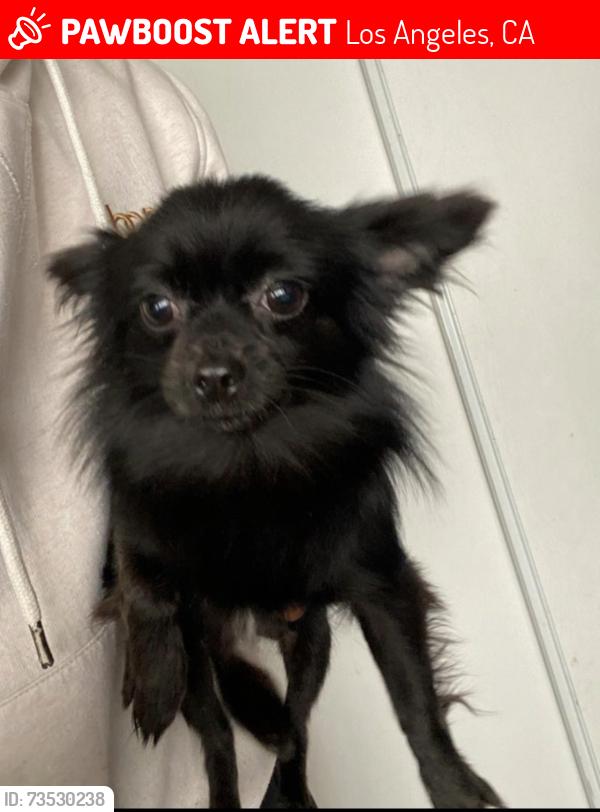 Lost Female Dog last seen Martin Luther king jr blvd and budlong, Los Angeles, CA 90037
