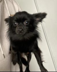 Lost Female Dog last seen Martin Luther king jr blvd and budlong, Los Angeles, CA 90037
