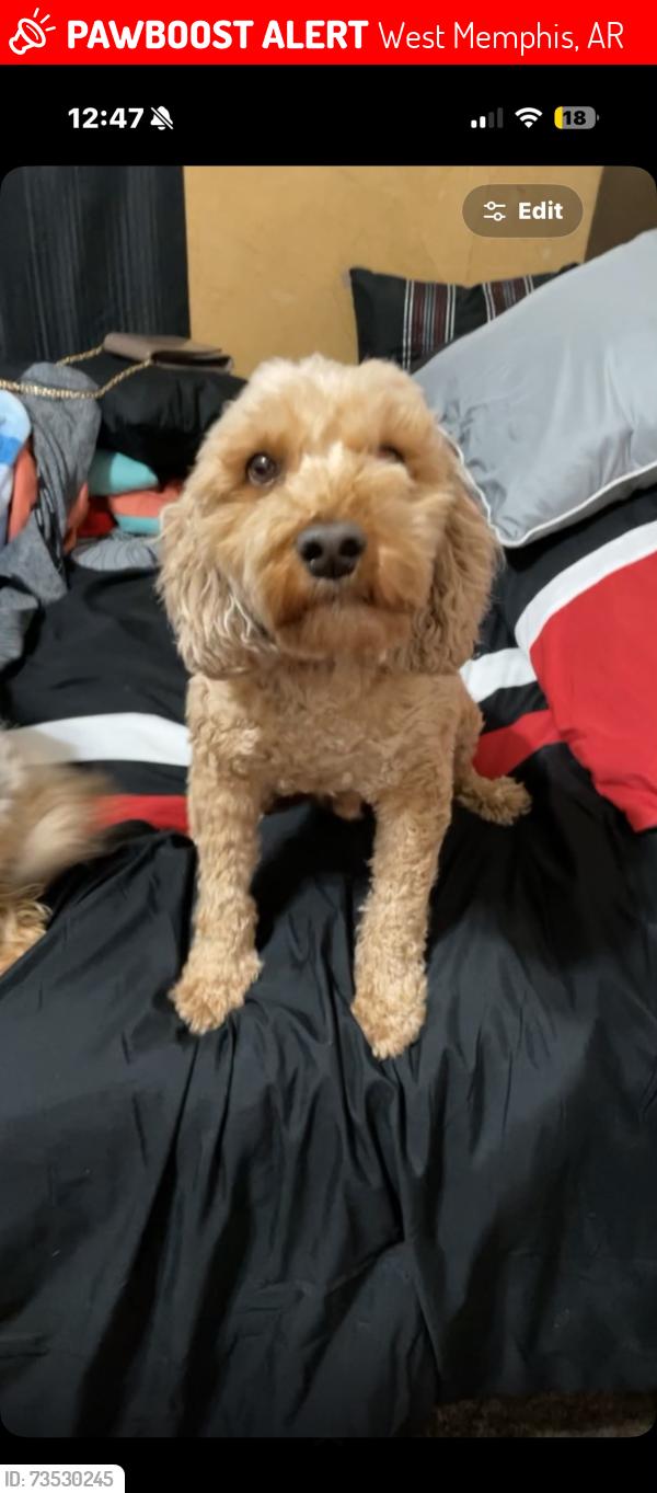 Lost Male Dog last seen He was in the deasel truck accsident my stepdads dog, West Memphis, AR 72301