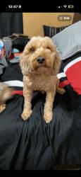 Lost Male Dog last seen He was in the deasel truck accsident my stepdads dog, West Memphis, AR 72301