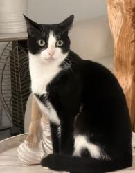 Lost Male Cat last seen In portico community, Fort Myers, FL 33905