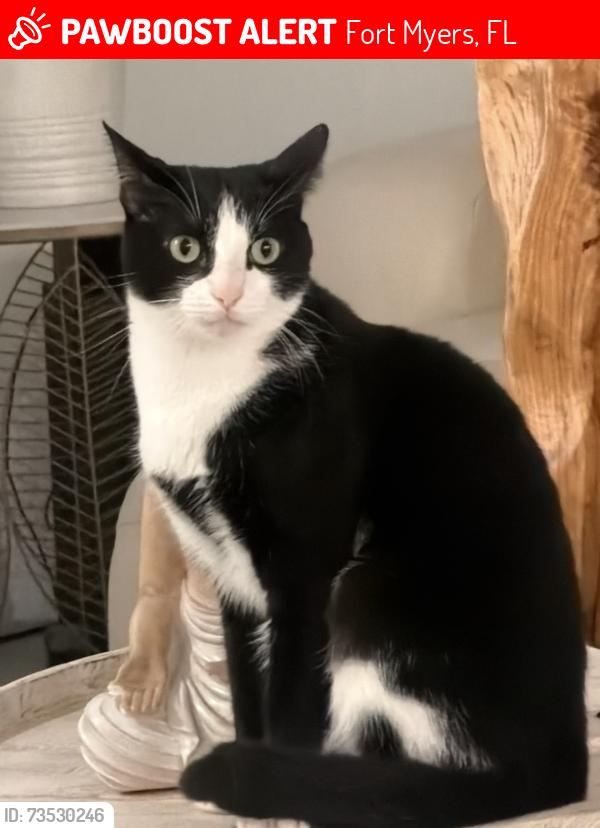 Lost Male Cat last seen In portico community, Fort Myers, FL 33905