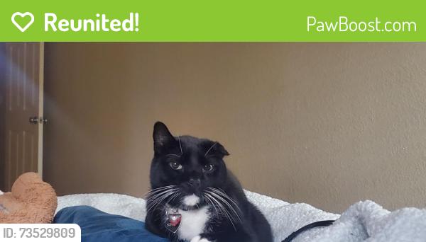 Reunited Male Cat last seen W Detroit st and Fur st, Broken Arrow, OK 74012