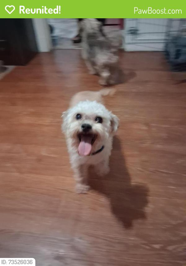Reunited Male Dog last seen Milan Ave, University City, MO 63130