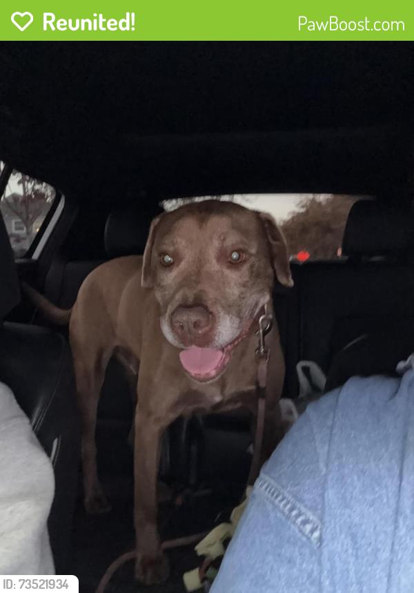 Reunited Male Dog last seen 13th and Henderson, Seattle, WA 98106