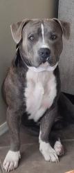 Reunited Male Dog last seen N 169th Dr & W Washington Street, Goodyear, AZ, Goodyear, AZ 85395