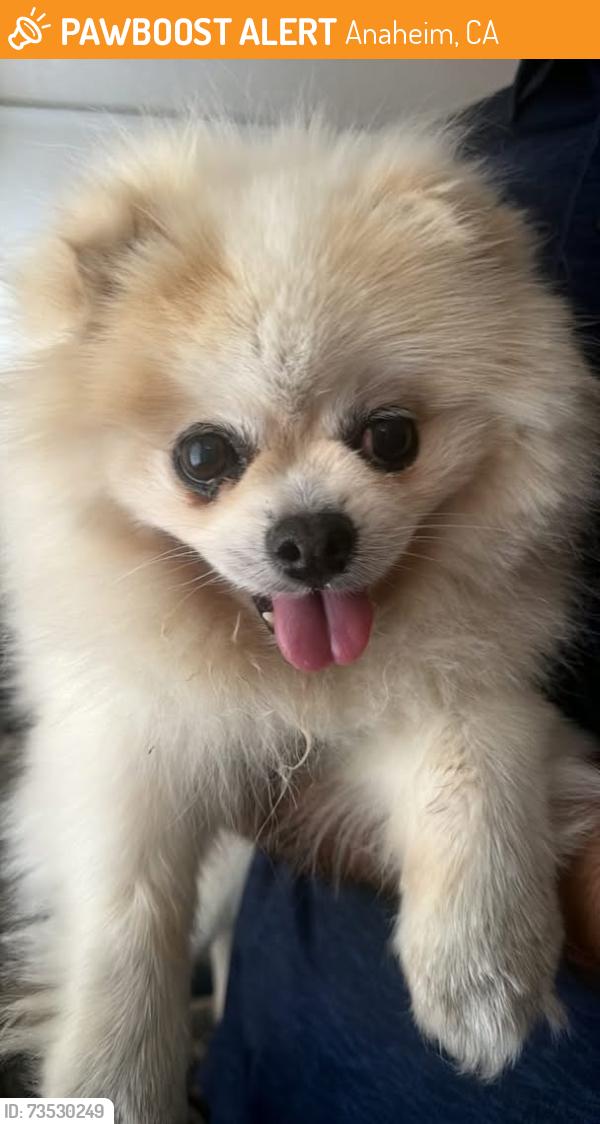 Found/Stray Male Dog last seen North st and Harbor Blvd, Anaheim, CA 92805