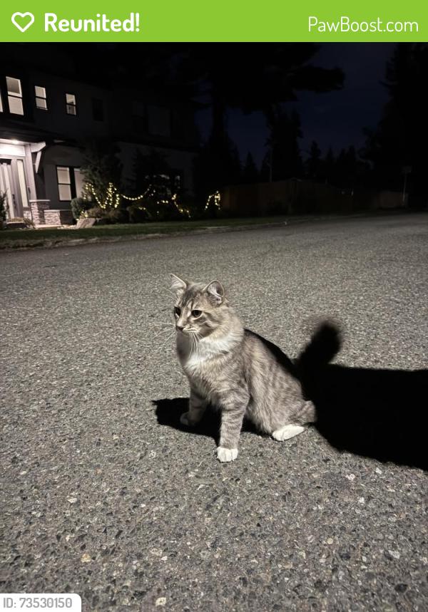 Reunited Male Cat last seen NE 13th St x 165 Ave NE, Bellevue, WA 98008
