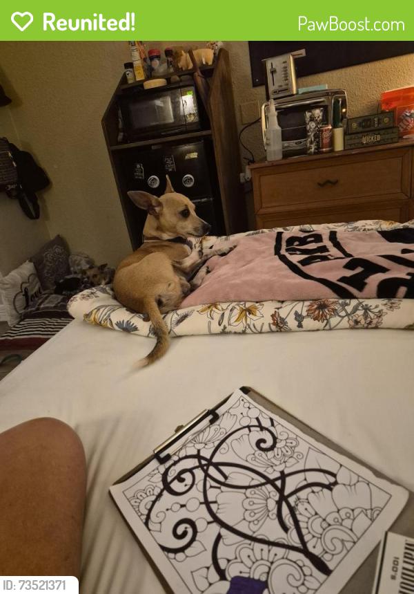 Reunited Male Dog last seen Sam Houston Prwy S / Forum Dr., Houston, TX 77074