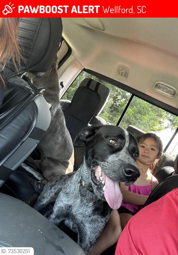 Lost Male Dog last seen Wellford, Wellford, SC 29377