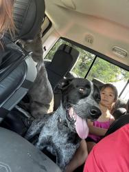 Lost Male Dog last seen Wellford, Wellford, SC 29377