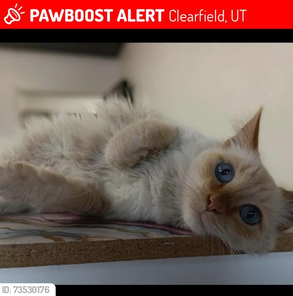 Lost Male Cat last seen Main street, Clearfield, UT 84015