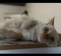 Lost Male Cat last seen Main street, Clearfield, UT 84015