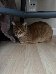 Found/Stray Female Cat last seen Cemetery ln, Stockton, CA 95202