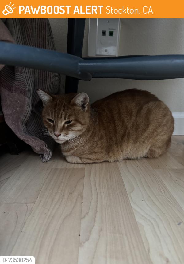 Found/Stray Female Cat last seen Cemetery ln, Stockton, CA 95202