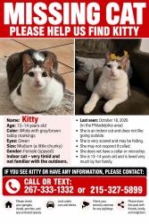 Lost Female Cat last seen Ardleigh St , near Acme, Philadelphia, PA 19118
