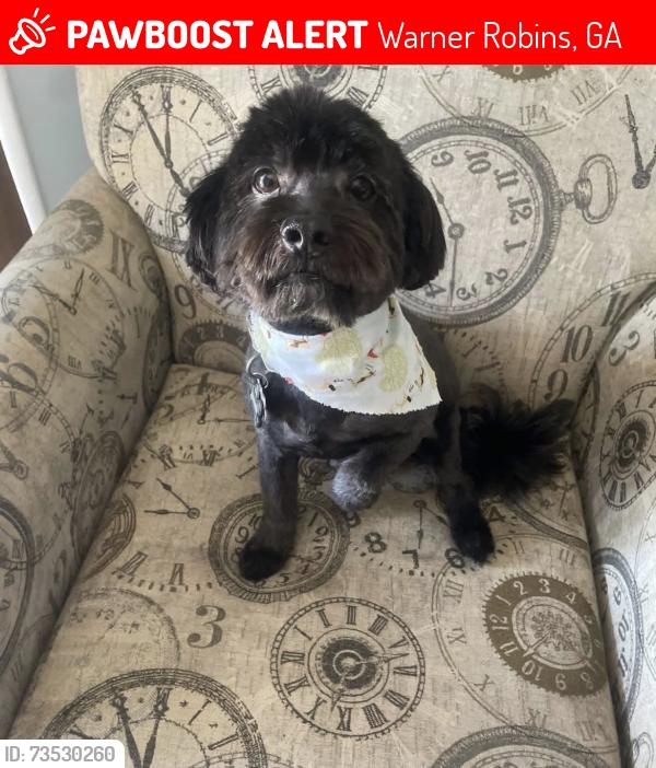 Lost Male Dog last seen He was last seen 5 o’clock October 18 peeing on the fence line of Russell elementary school, Warner Robins, GA 31088