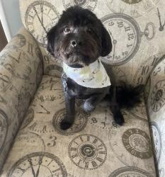 Lost Male Dog last seen He was last seen 5 o’clock October 18 peeing on the fence line of Russell elementary school, Warner Robins, GA 31088