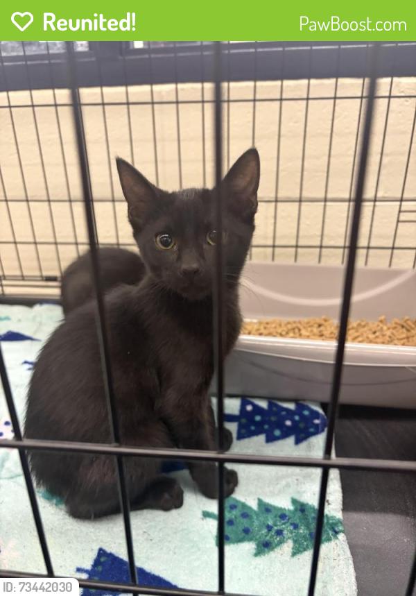 Reunited Male Cat last seen Cedar links, Medford, OR 97504