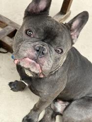Lost Male Dog last seen Larios meat market la verne, La Verne, CA 91750