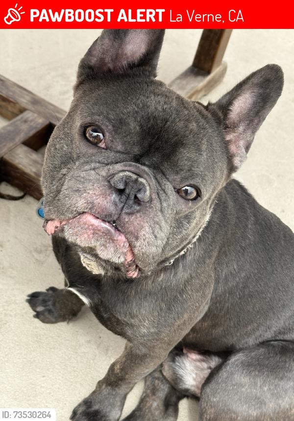 Lost Male Dog last seen Larios meat market la verne, La Verne, CA 91750