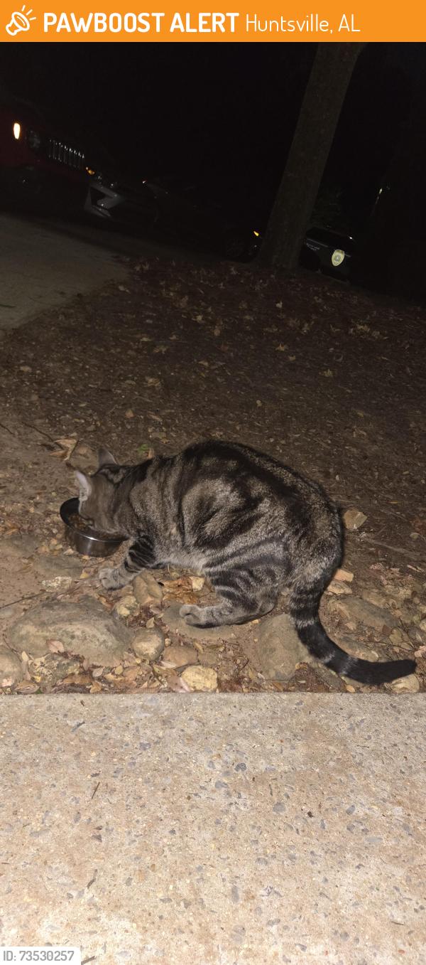Found/Stray Female Cat last seen Off Jeff Road near Kroger, Huntsville, AL 35806