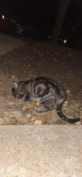 Found/Stray Female Cat last seen Off Jeff Road near Kroger, Huntsville, AL 35806