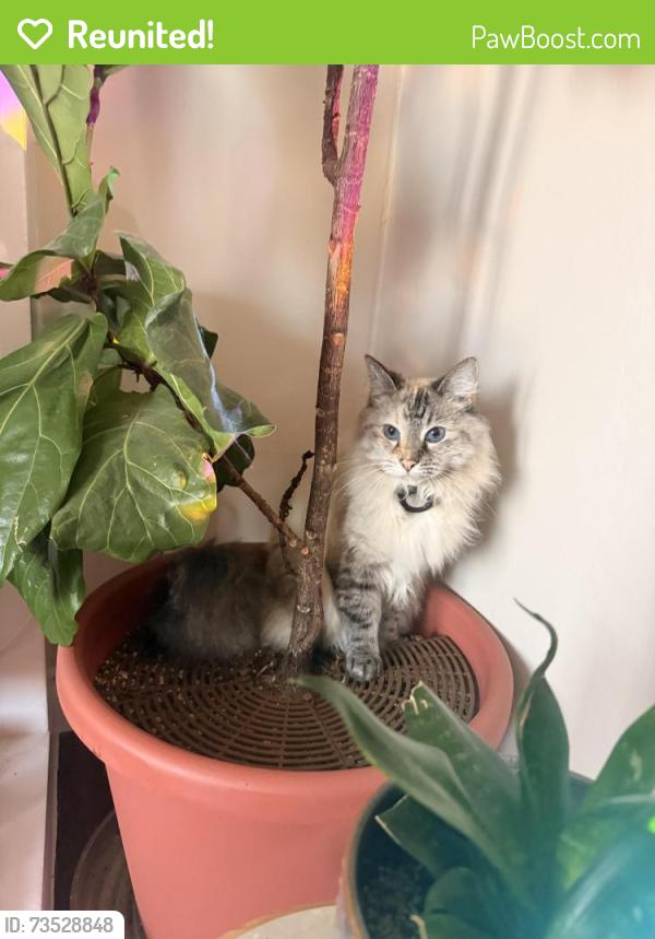 Reunited Female Cat last seen S Angeline St and 14th Ave S, Seattle, WA 98108