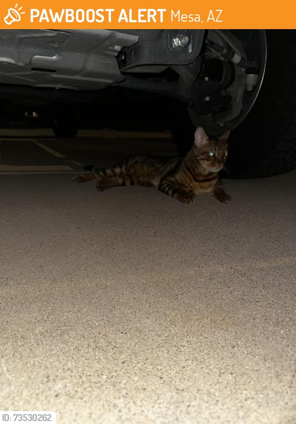 Found/Stray Unknown Cat last seen Baseline and Stapley in Mesa, Mesa, AZ 85204